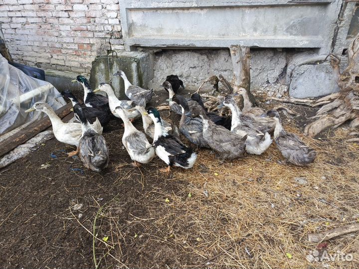 Утки голубой фаворит