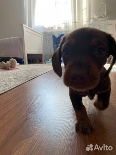 Щенок таксы девочка