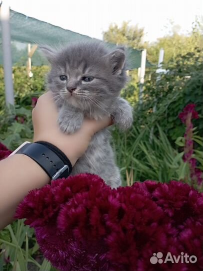 Котята в добрые руки бесплатно