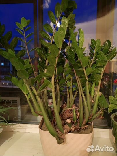 Продам Замиокулькас (долларовое дерево)