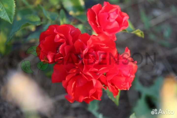 Саженцы роз оптом (450 сортов) - Strombergzauble