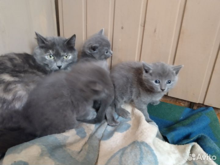 Котята - крысоловы