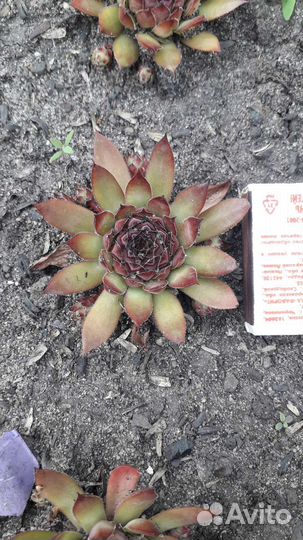 Молодило (каменная роза)