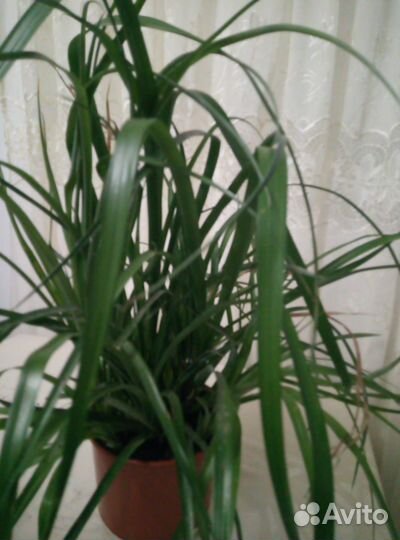 Бильбергия (цвет красно - синие)