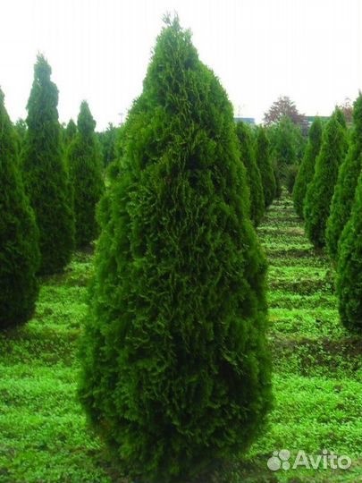 Саженцы туи западной