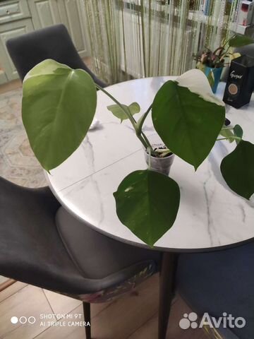 Монстера вариегатная