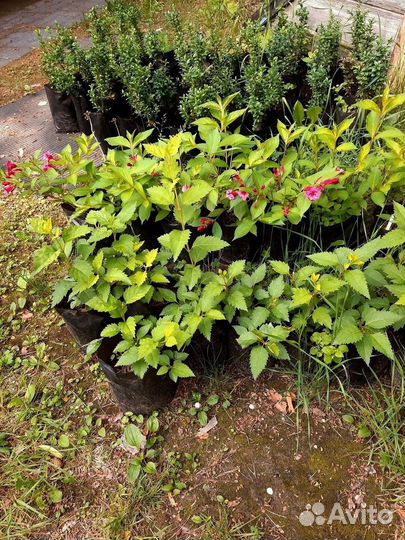 Вейгела, дейция, форзиция, жимолость