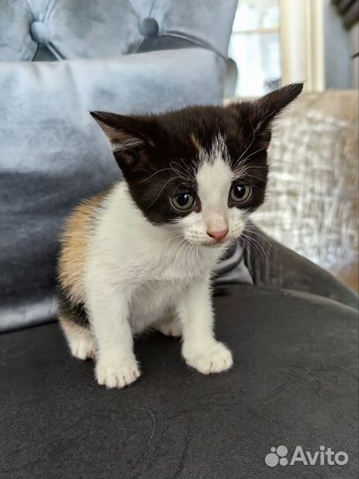 Котенок в добрые руки