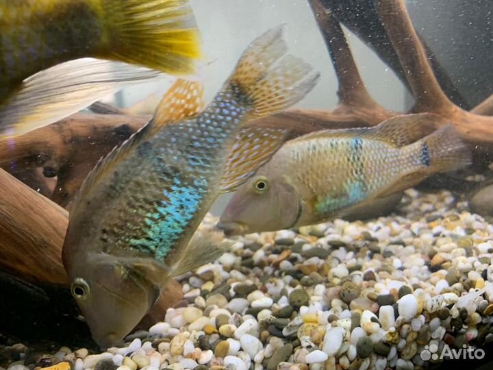 Продам крупных цихлид и аквариум Juwel