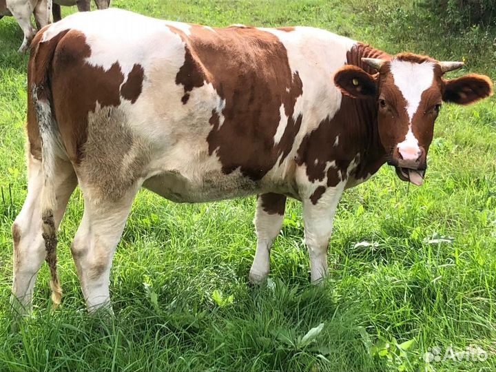 Продам нетель