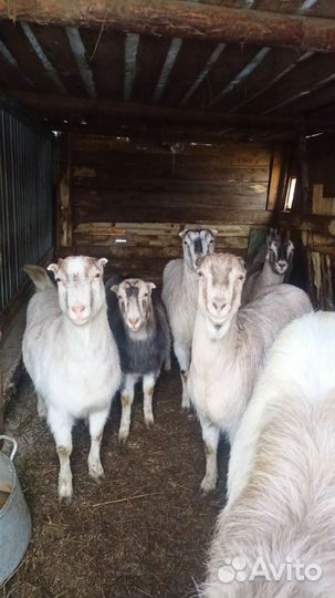 Семь коз и козел