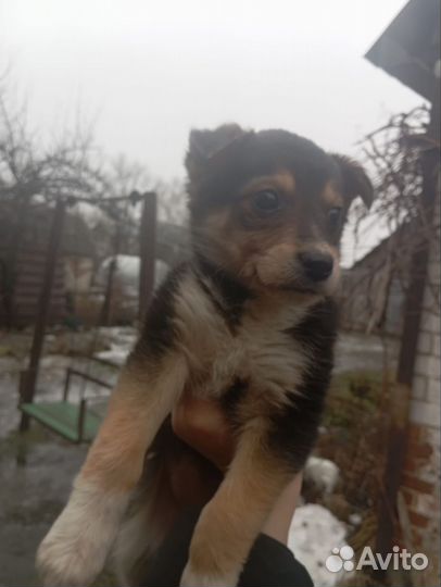 Щенок в добрые руки бесплатно