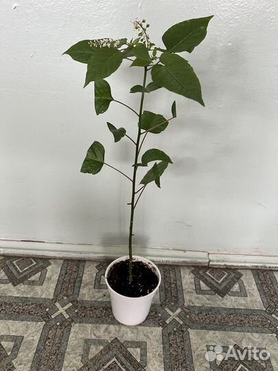 Комнатные цветы