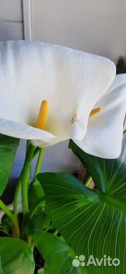 Калла Эфиопская