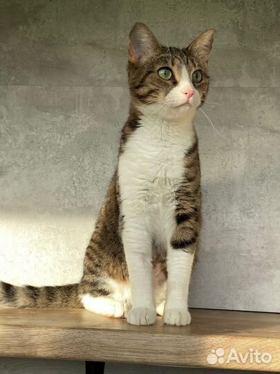 Ласковая кошка