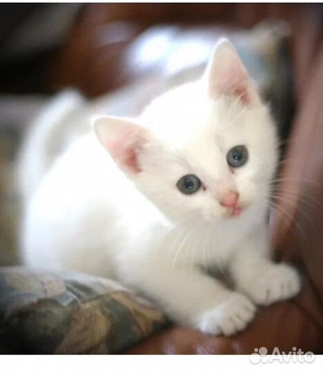 Белоснежные котята в добрые руки