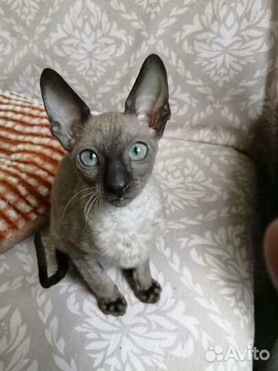 Кошечки и котики Корниш рекс