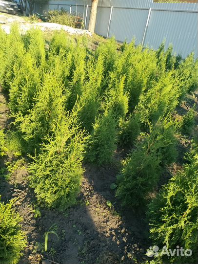 Туя смарагд