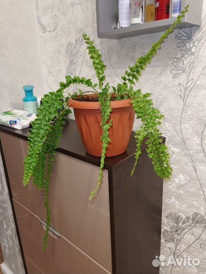 Папоротник