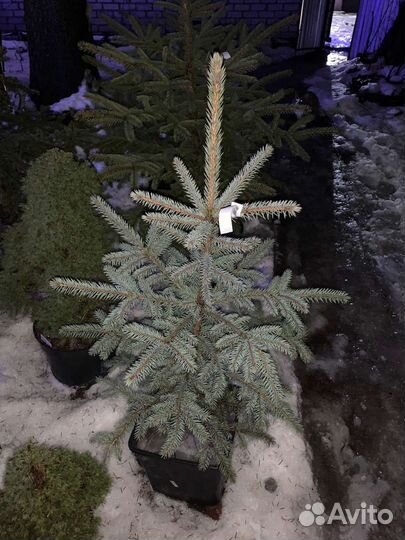 Ели голубые в горшках