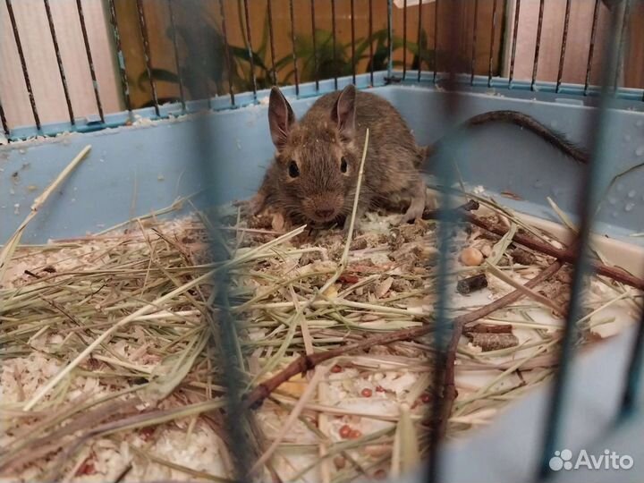 Чилийская белка дегу. Малыши