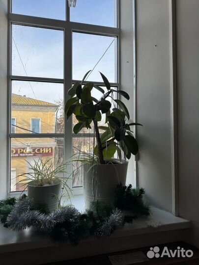 Фикус шефлера