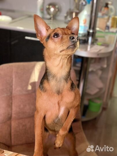 Вязка той-терьер