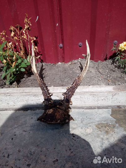 Рога косули