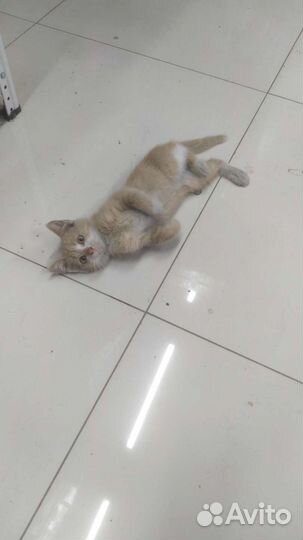 Кот