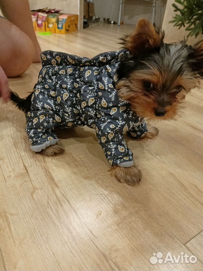 Зимний комбинезон для собак XS