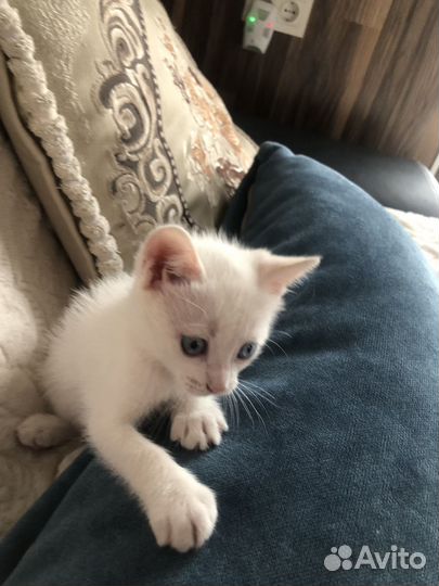 Кошки бесплатно