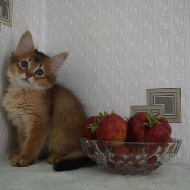 Сомалийский котёнок