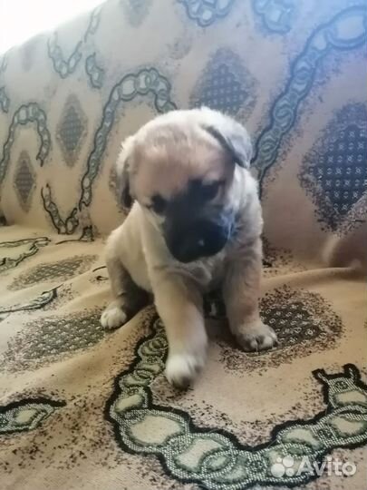 Щеночки в добрые руки