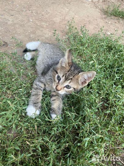 Кошки