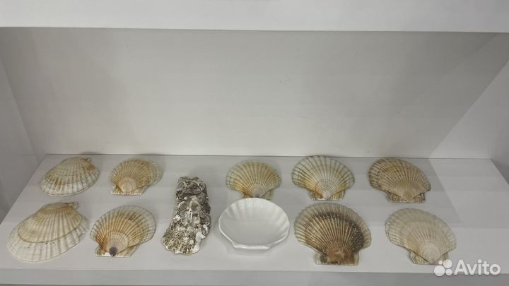 Ракушки декоративные
