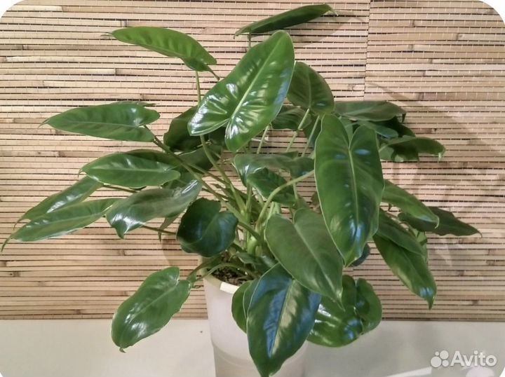 Филодендрон Бурле Маркс (зеленый)