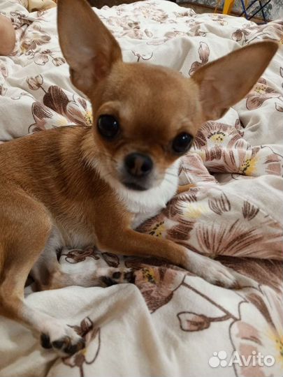 Чихуахуа мини девочка