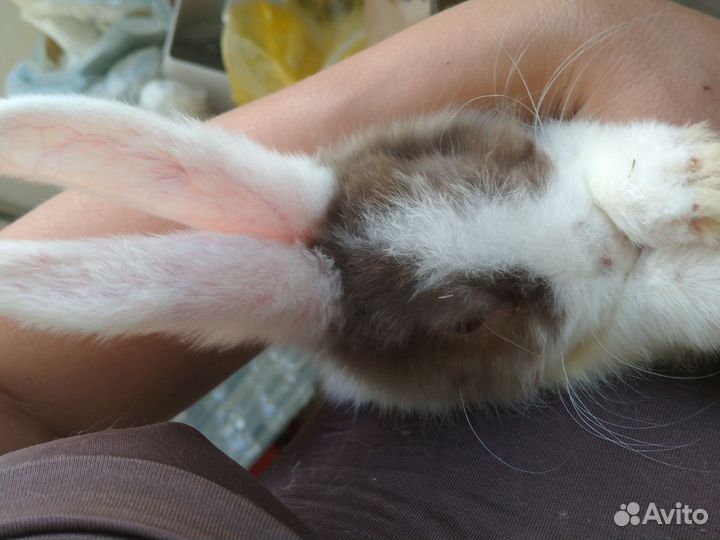 Кролик с клеткой