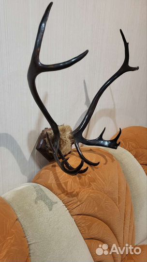 Рога оленя