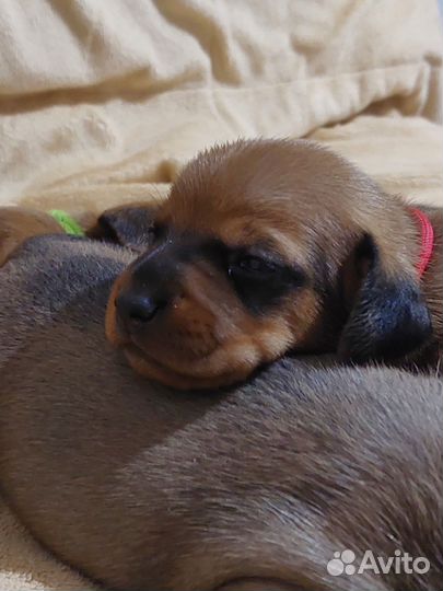 Щенки таксы