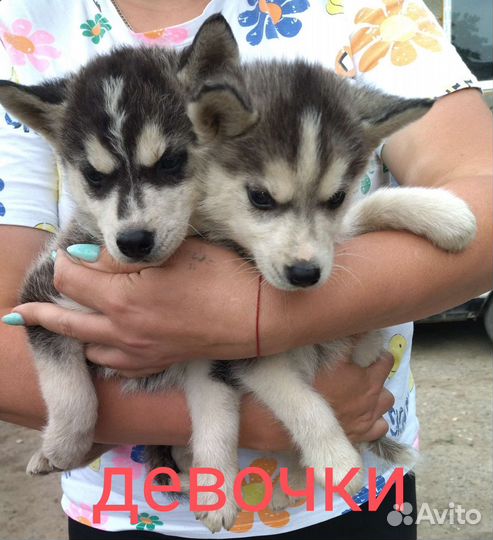 Щенки хаски