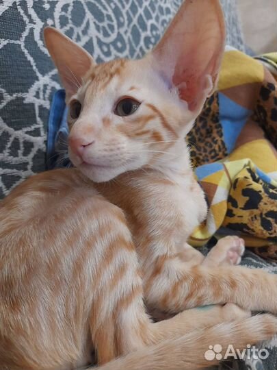 Ориентальные котята
