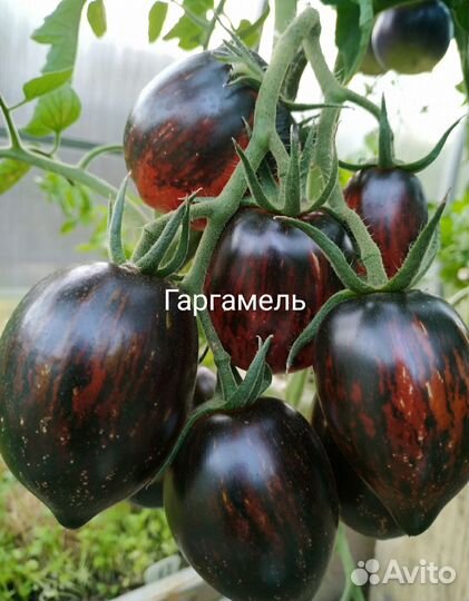 Коллекционные сортовые томаты и перцы