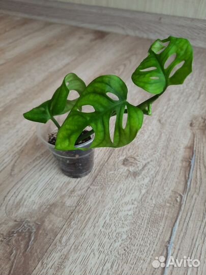 Монстера манки маск