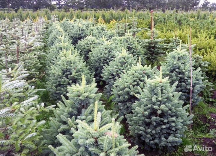 Ель большой выбор саженцев
