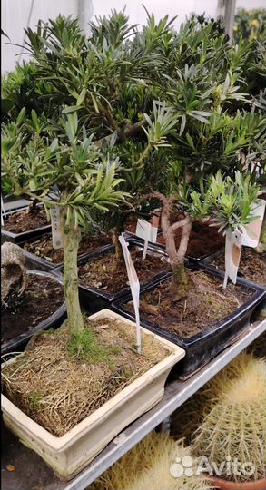 Бонсай Подокарпус 50см в керамической кашпо