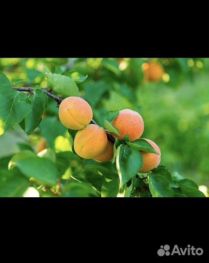 Абрикос