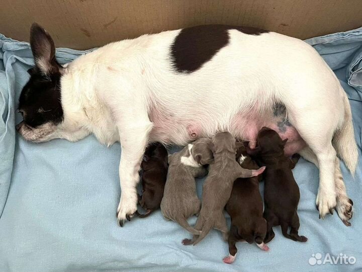 Чихуахуа племенные кобели