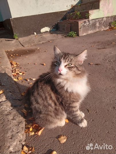 Кот Батон ищет дом