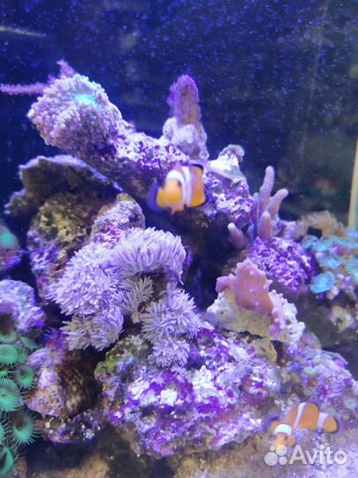 Рыбка клоун, Морской ёж фиолетовый